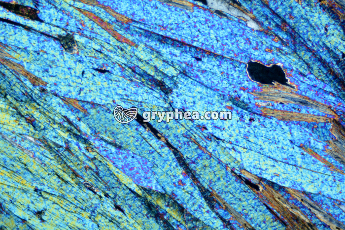 Muscovite LPA x25 - gryphea.com